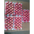 Apple Fuji best quality for sale